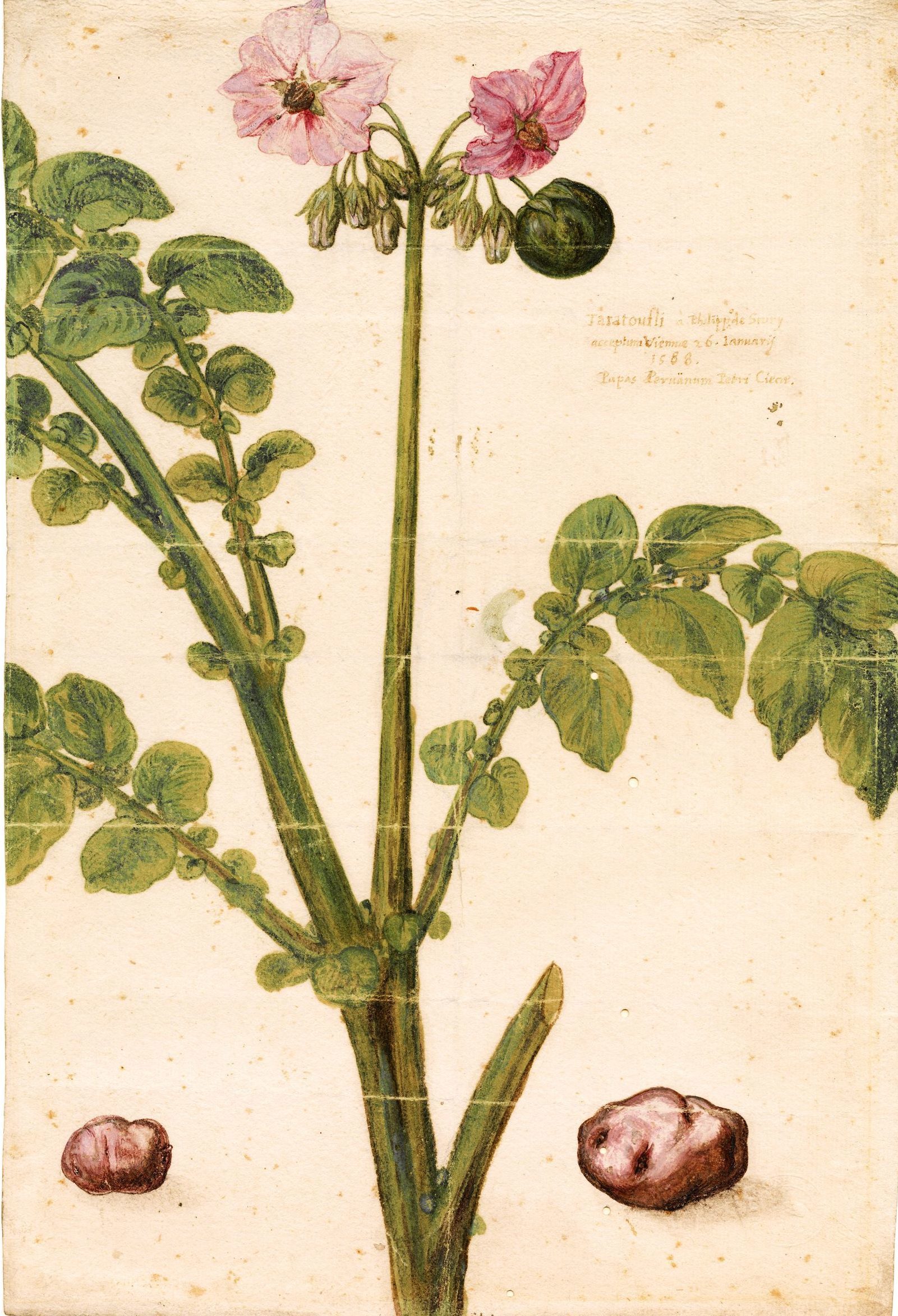 Aardappelplant format affichage