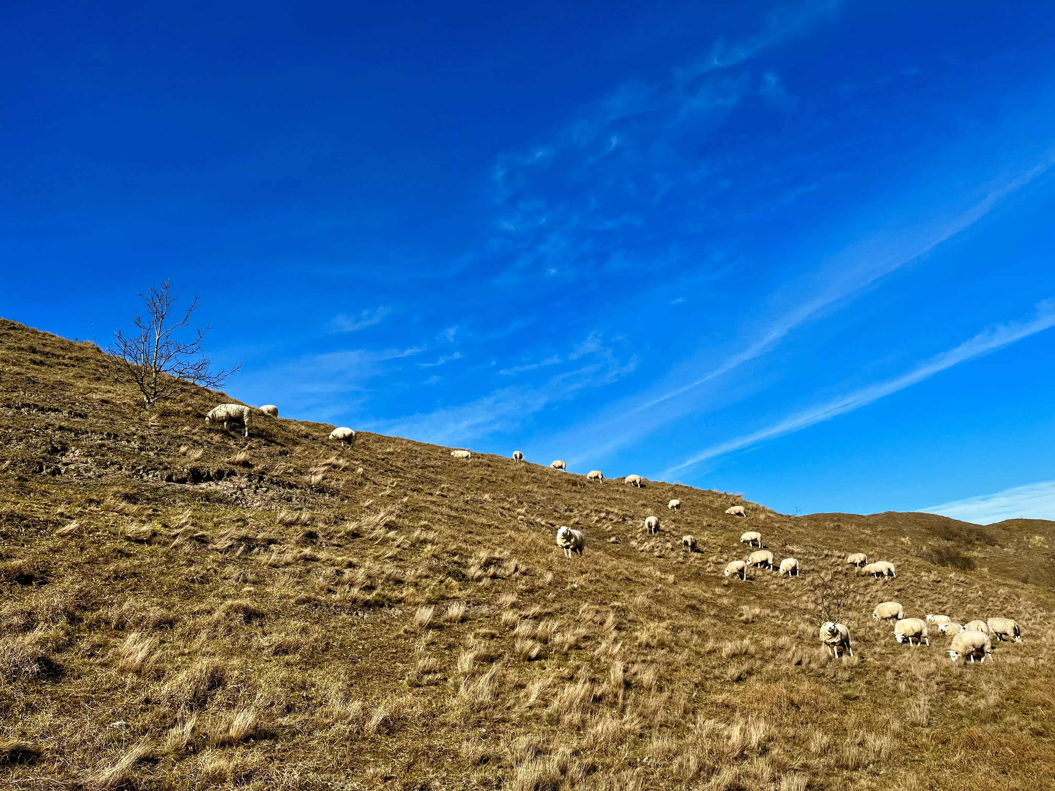 Moutons sur la digue c Judith Ploegman