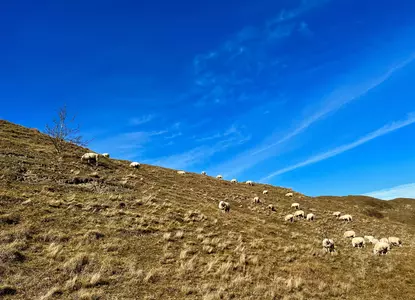 Moutons sur la digue c Judith Ploegman