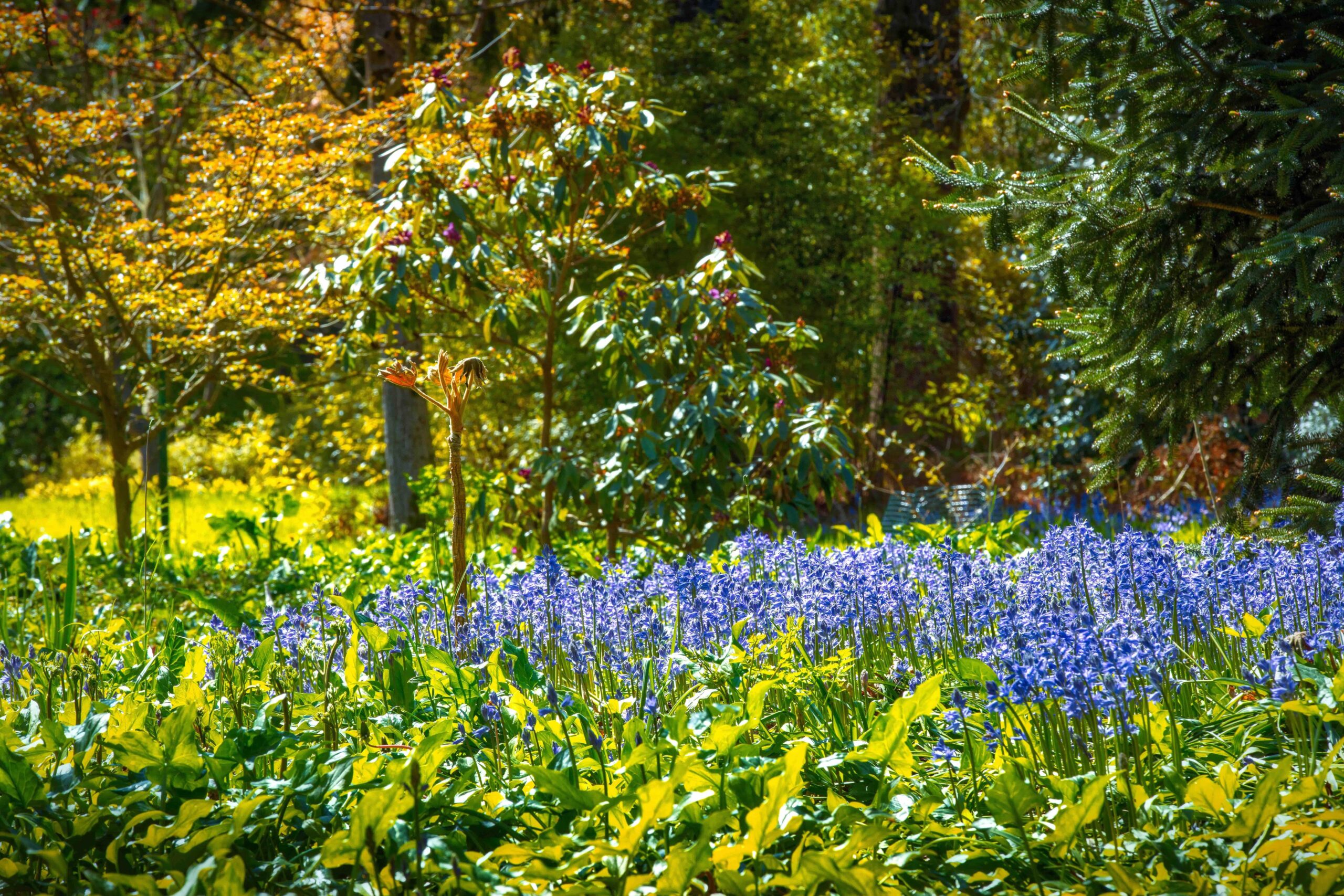 Arboretum zomer copy Bokrijk min