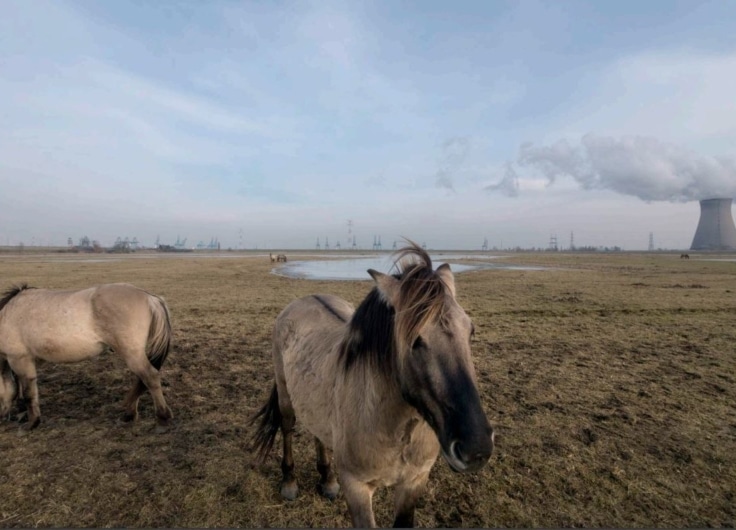 Chevaux et Doel