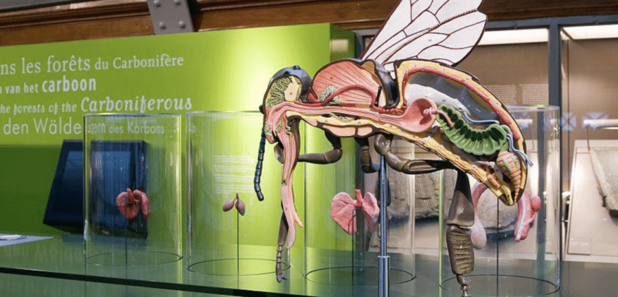 Galerie de lévolution