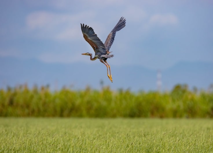 Reiger