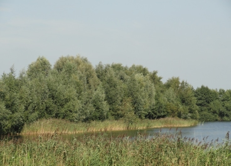 Wilgen